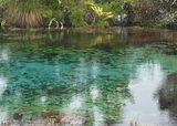 Heilige Quelle der Maori: Pupu Springs